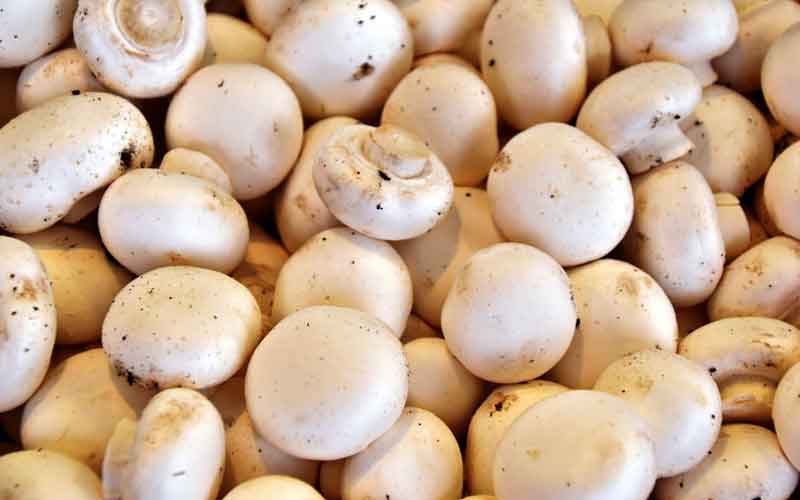 White button mushrooms may slow prostate cancer progression