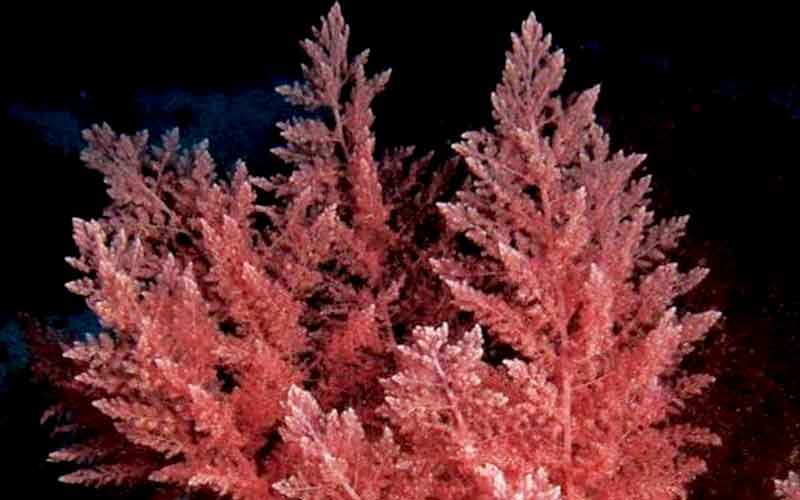 Red seaweeds may protect against colon cancer