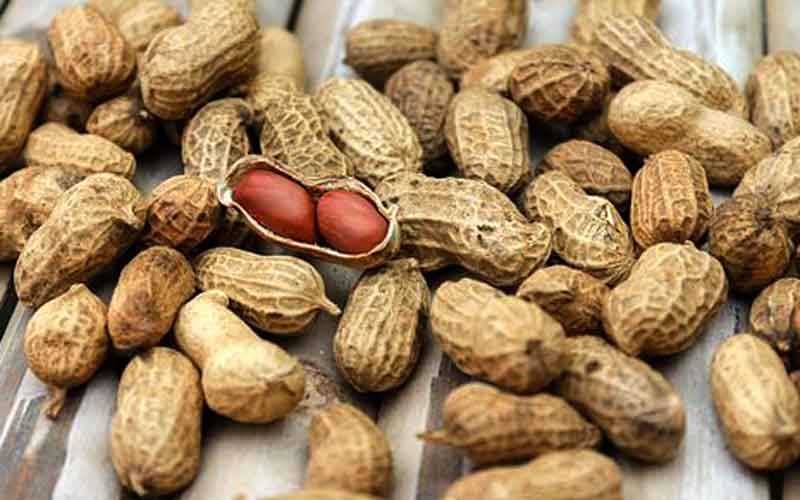 Peanuts can lower cardiovascular disease and stroke risk, finds Japan study