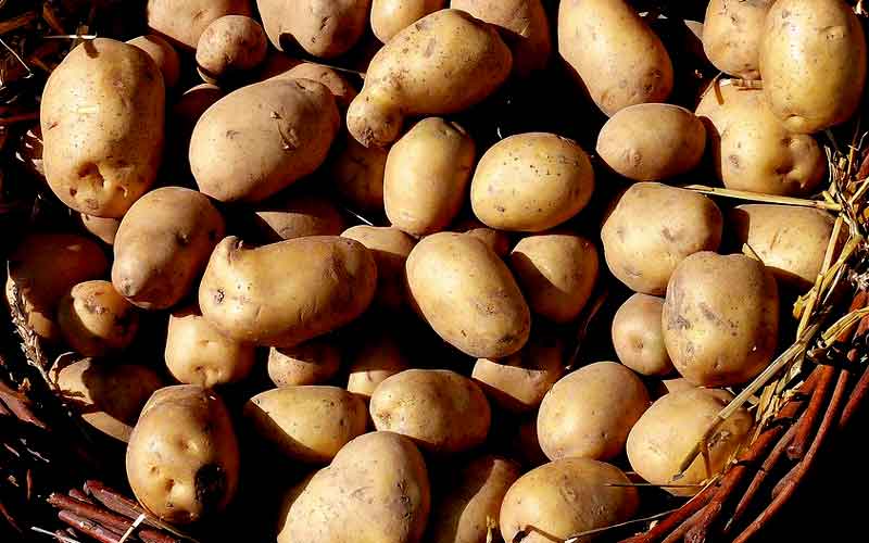 Swedish scientist developed potato milk as a healthy alternative to cow milk