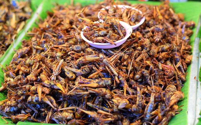 Eating the right insects can provide nutrition and might be good for the planet