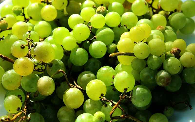 Grape seed extract Procyanidin C1 may increase lifespan, hope scientists