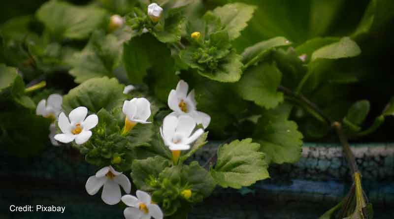 Bacopa monnieri extract may improve cognitive, mood and sleep in children