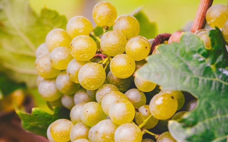 Grapes increase gut microbiome diversity and lower cholesterol