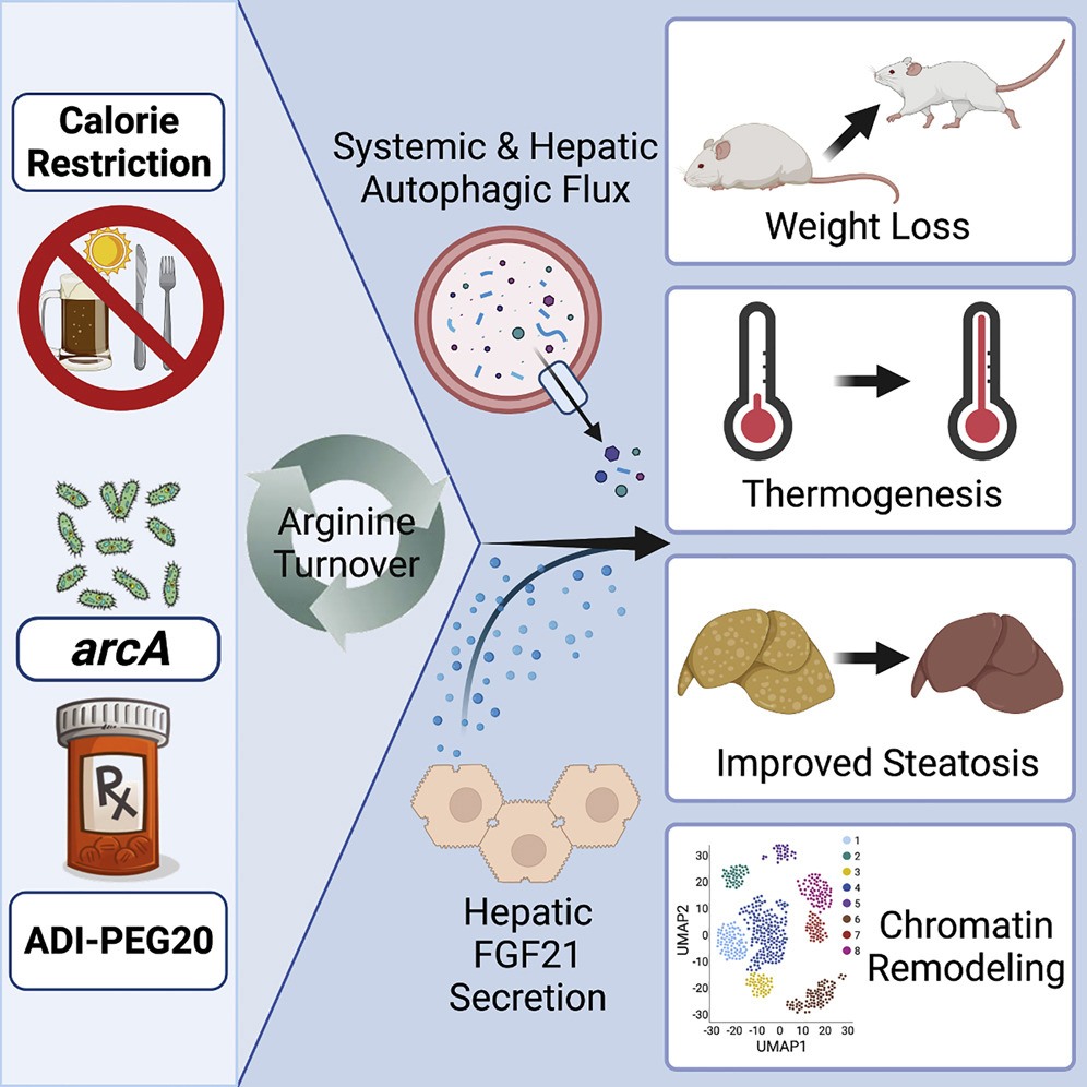 Cancer drug mimics beneficial effects of fasting in mice