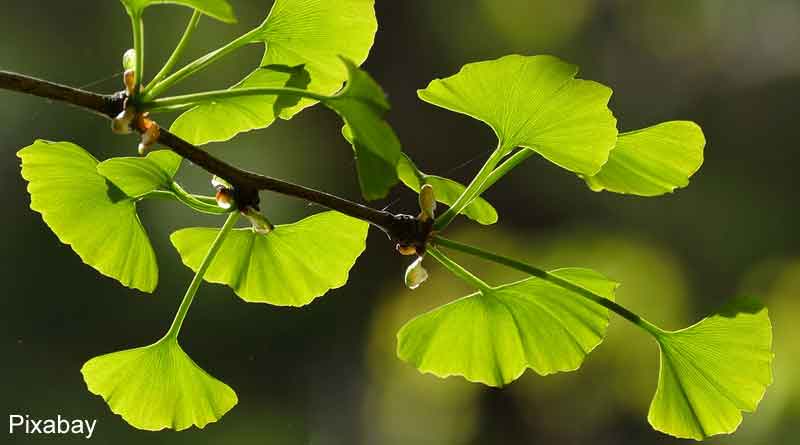 Ginkgo biloba L. extract may treat myocardial ischemia, find chinese scientists