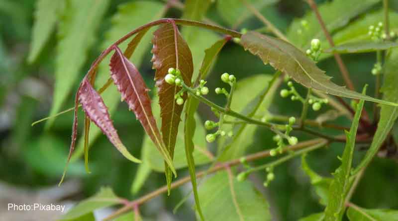 Neem tree bark may protect against coronavirus variants