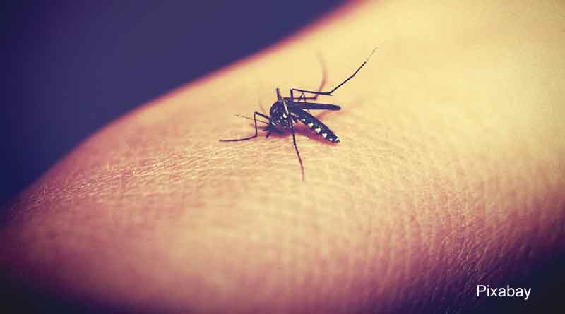 COVID-19 restrictions linked to nearly 750,000 fewer dengue cases in 2020, claims new study