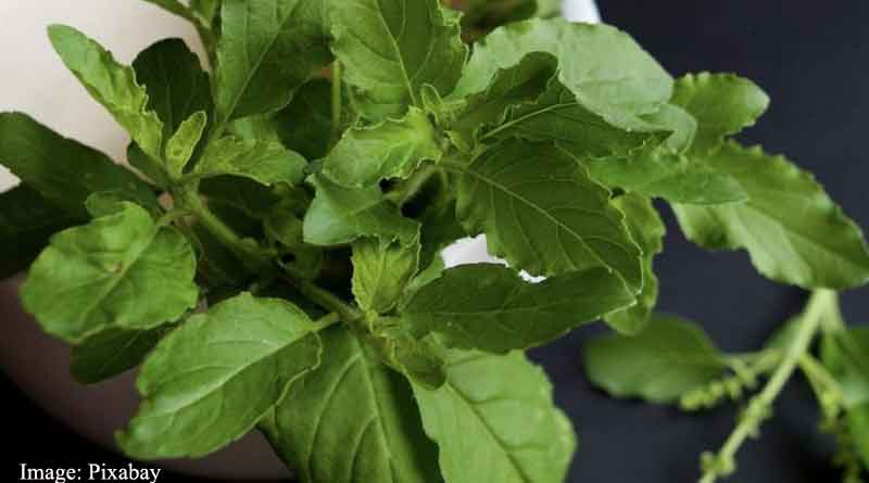 Holy Basil extract may reduce stress and improve sleep quality, finds study