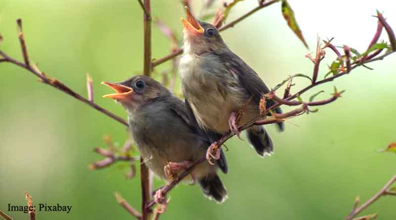 Listening birdsongs alleviates anxiety and paranoia in healthy humans, finds study