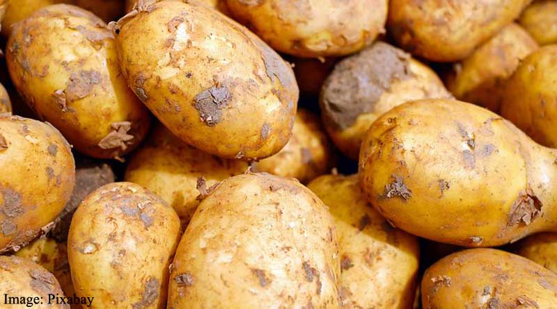 Potato and Beans Diets Equally Reduce Body Weight and Insulin Resistance