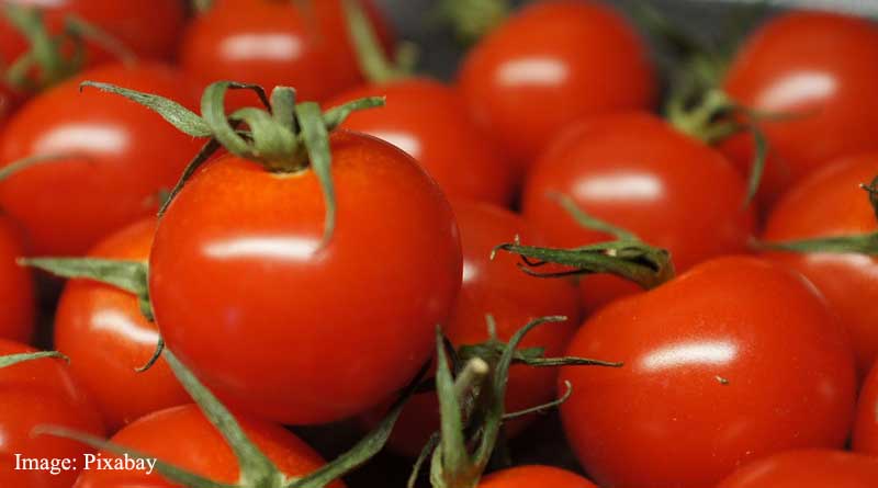 Tomato consumption might affect the microbiome positively, providing health benefits