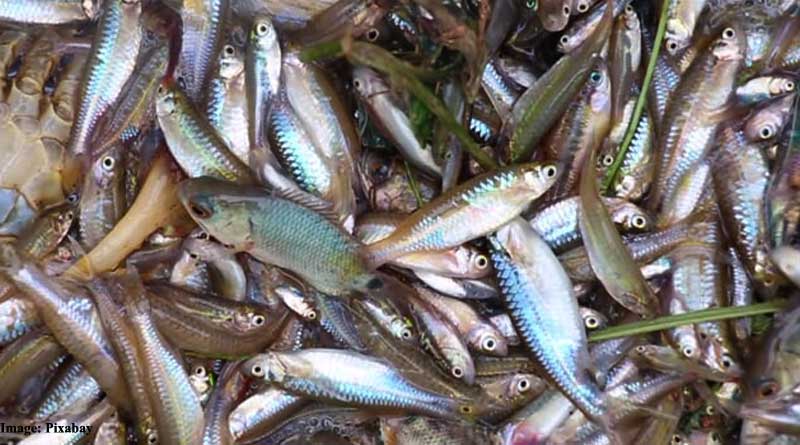 Small fish could play big role in fight against malnutrition: Study