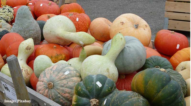 Scientists find antimicrobial and antioxidant properties in pumpkin byproducts