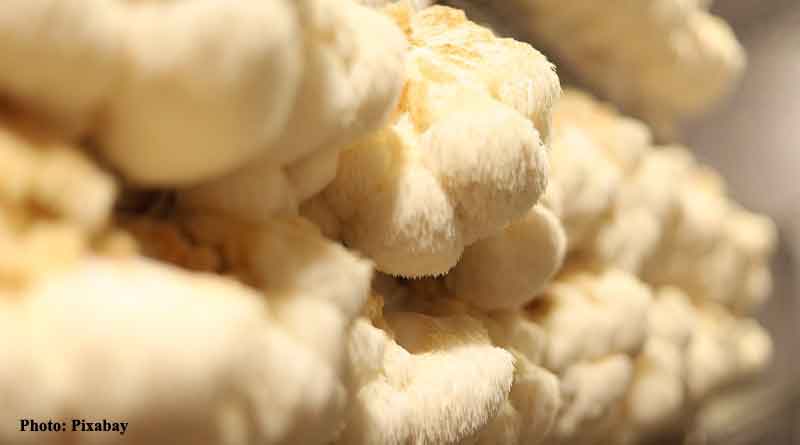 Lion's mane mushrooms magnify memory by boosting nerve growth, finds University of Queensland study