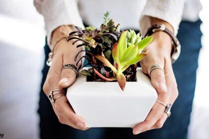 Indoor plants and green wall can remove petrol fumes along with cancer causing toxins from air