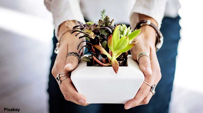 Indoor plants and green wall can remove petrol fumes along with cancer causing toxins from air