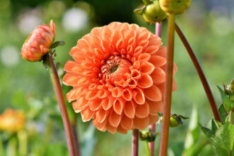 alt="Dahlia flower"