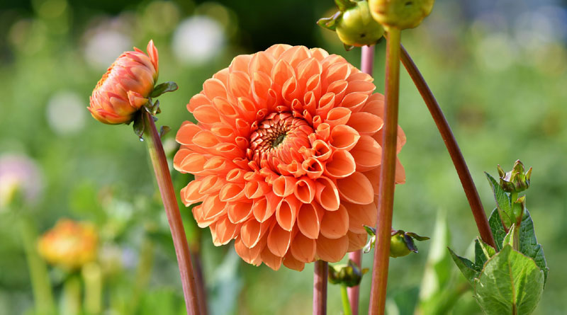 alt="Dahlia flower"